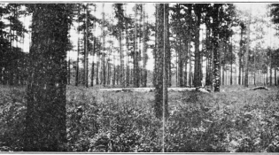 PSM_V85_D357_Virgin_forest_of_long_leaf_pine_in_georgia
